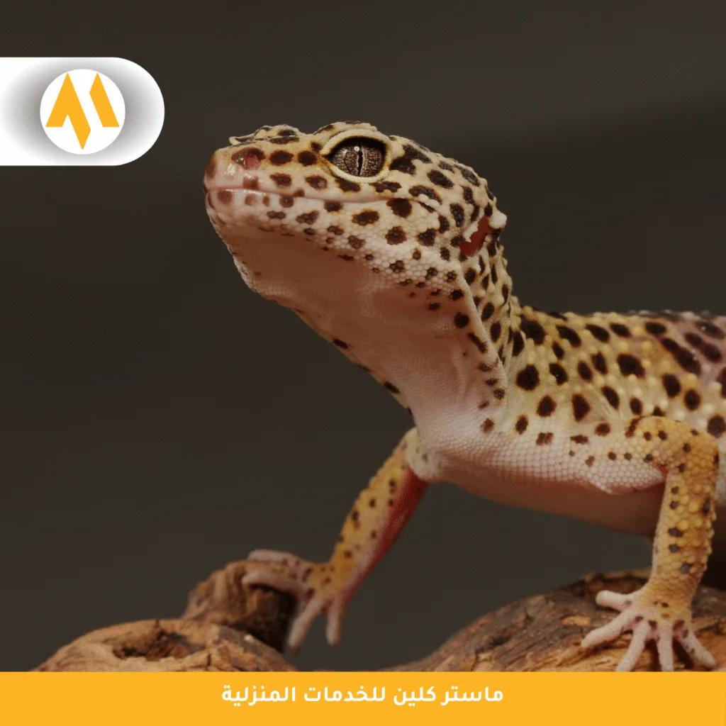 شركة مكافحة الوزغ بمكة
