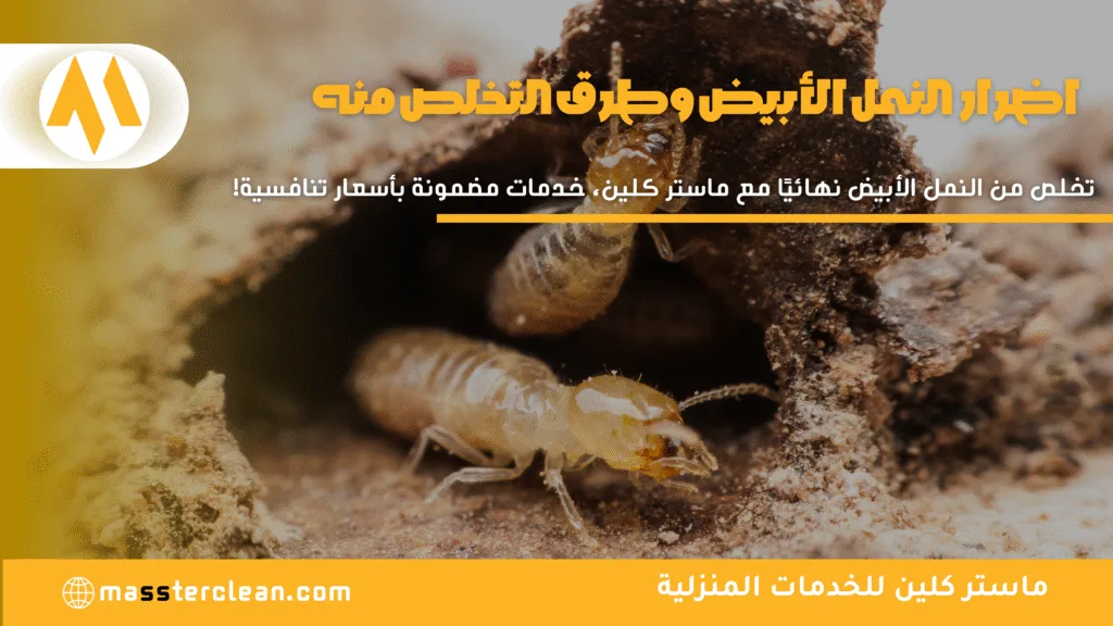 اضرار النمل الأبيض وطرق التخلص منه